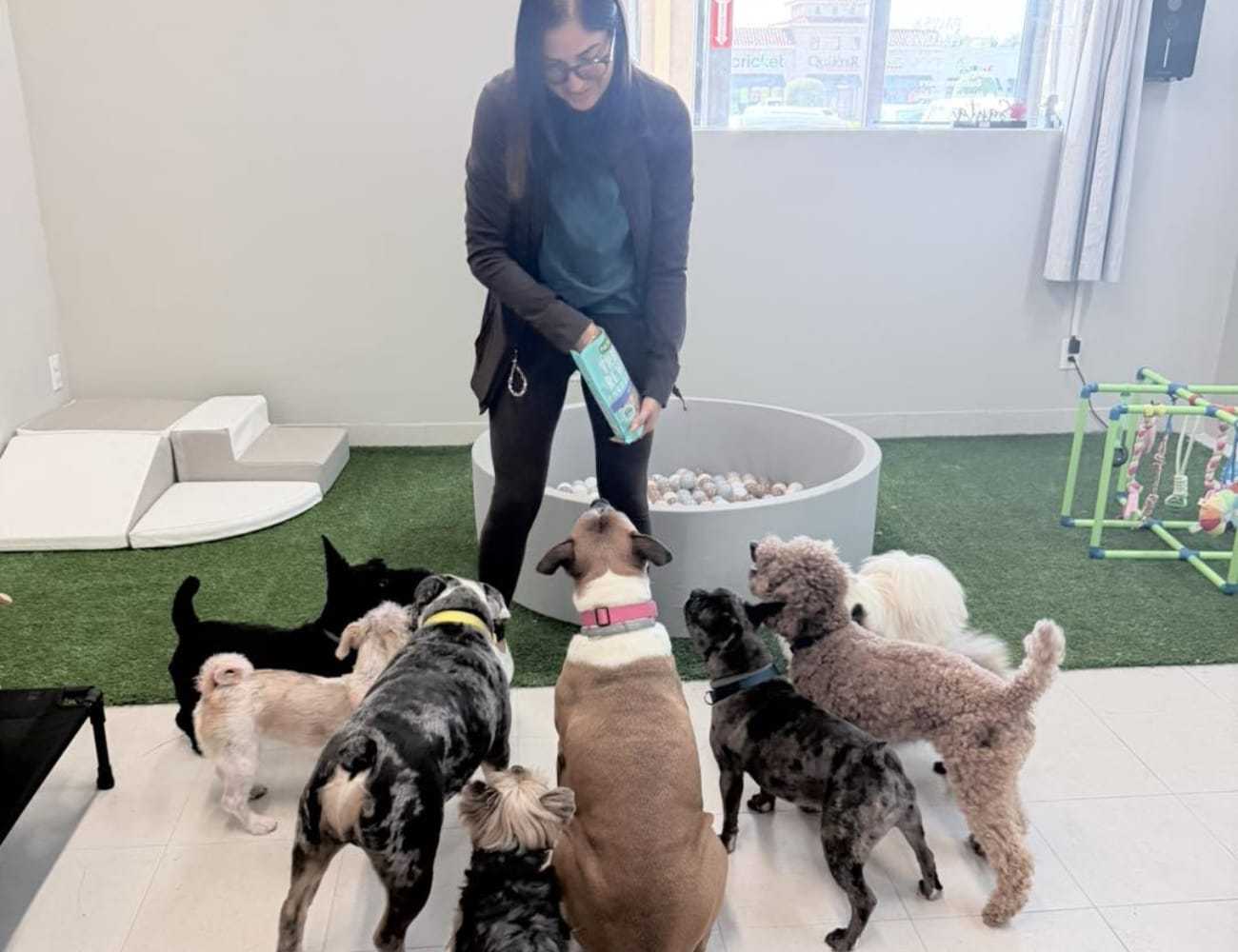 Woman feeding treats to attentive dogs inside a playroom.